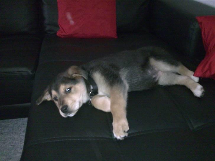 Blanding af racer Bailey billede 6