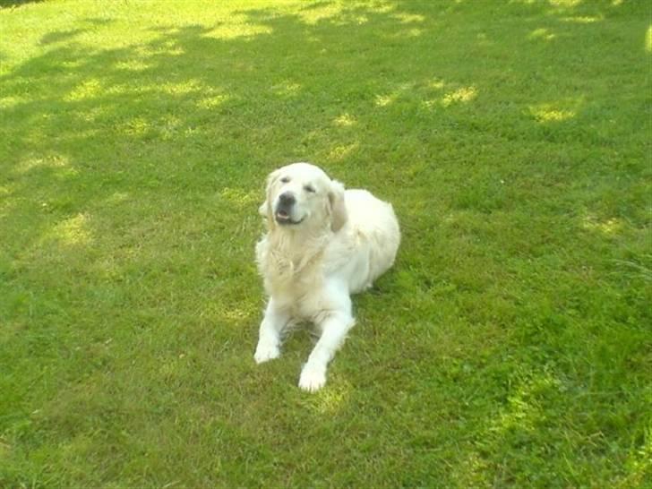 Golden retriever Lucky - her ligger Bisen og kigger på sin tossede far, på sin første tur til Bornholm.... billede 1