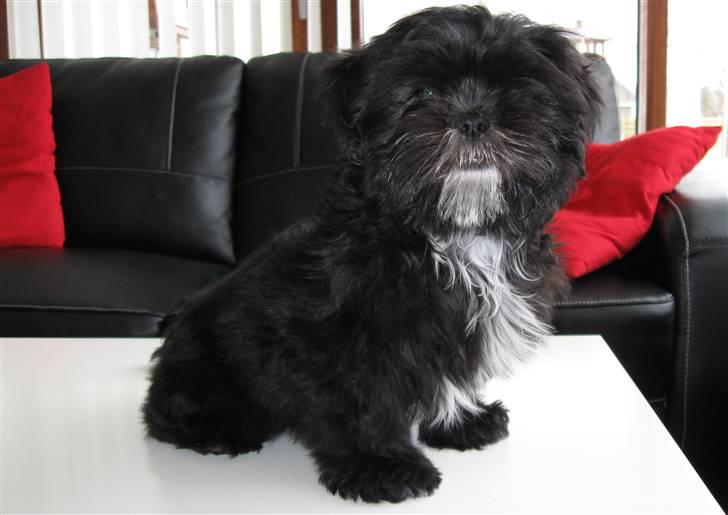 Shih tzu Tai -Fu billede 10