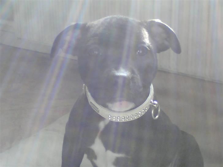 Staffordshire bull terrier Gaia billede 7