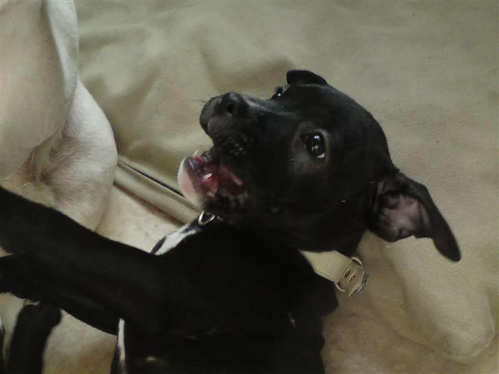 Staffordshire bull terrier Gaia billede 8