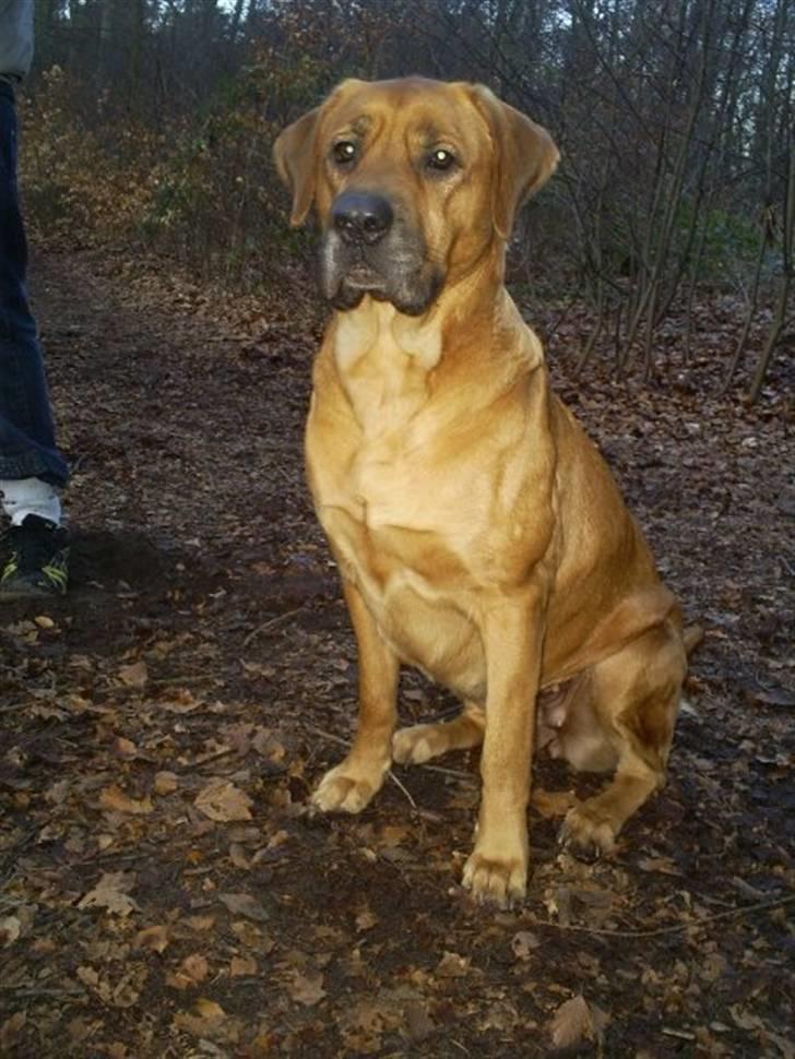 Mastiff Reja billede 18