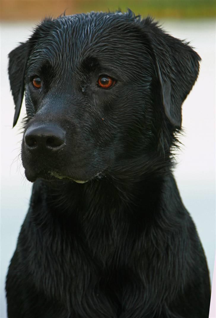 Labrador retriever Anton billede 11