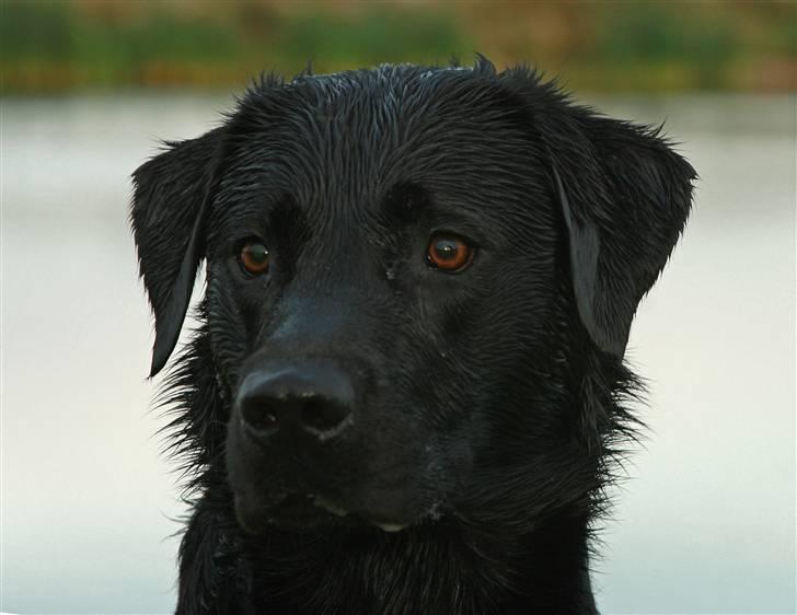 Labrador retriever Anton billede 12