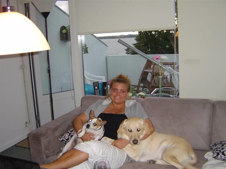 Golden retriever Frodo billede 3