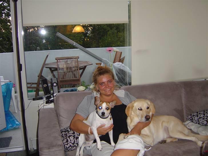 Golden retriever Frodo billede 4