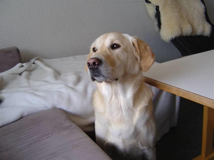 Golden retriever Frodo billede 5