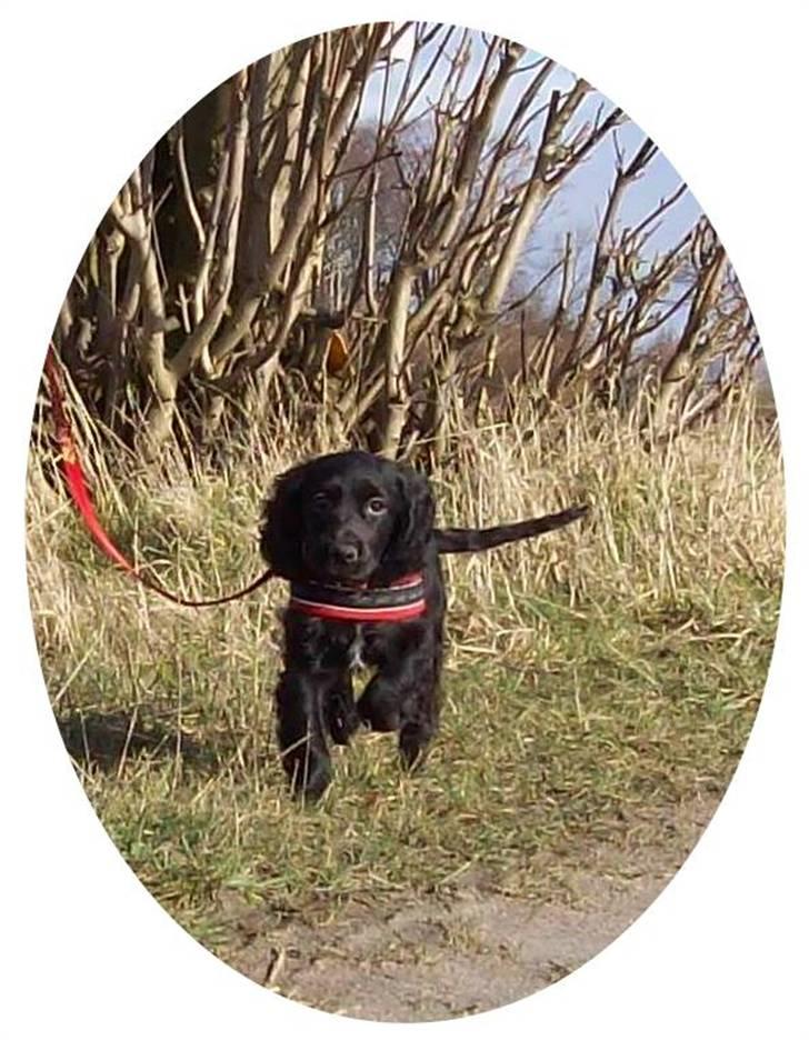 Blanding af racer ROSA  :O) billede 6