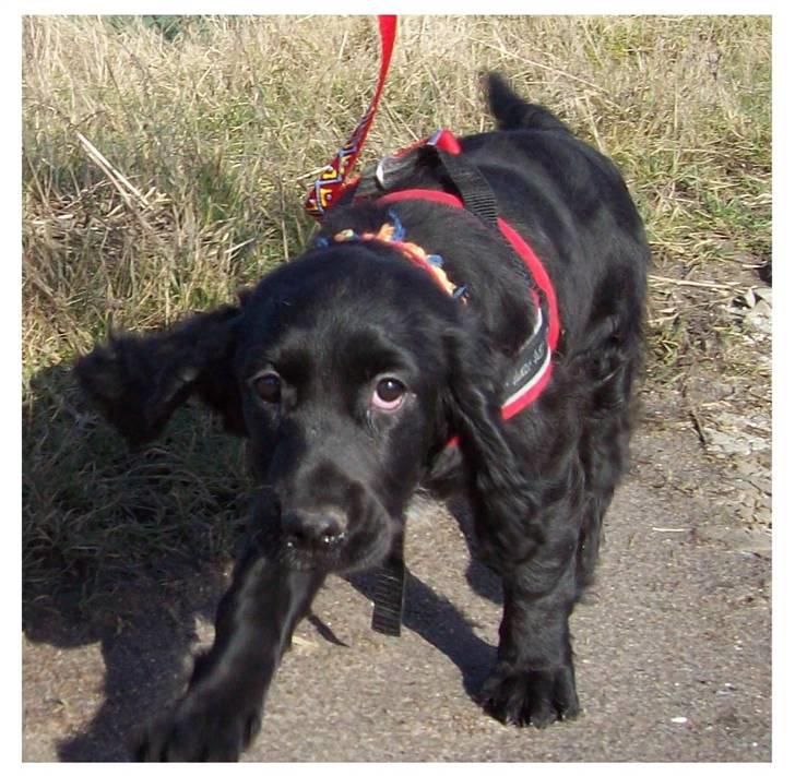 Blanding af racer ROSA  :O) billede 7