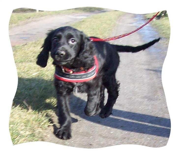 Blanding af racer ROSA  :O) billede 8