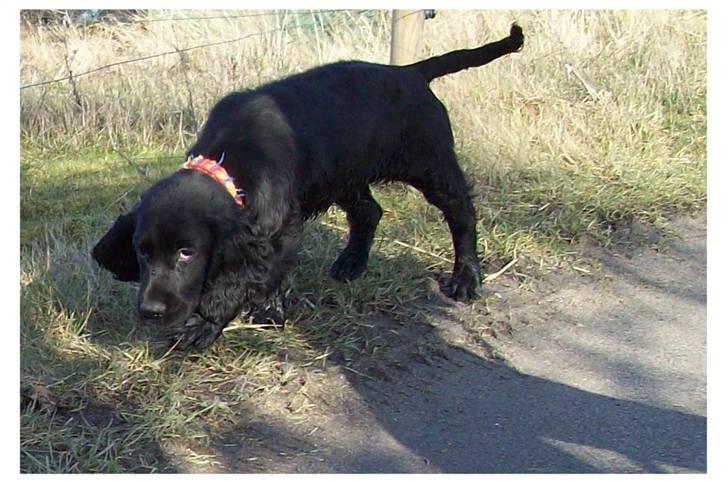 Blanding af racer ROSA  :O) billede 9