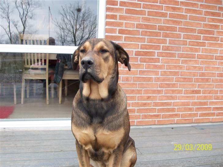 Cane corso TøZen billede 1