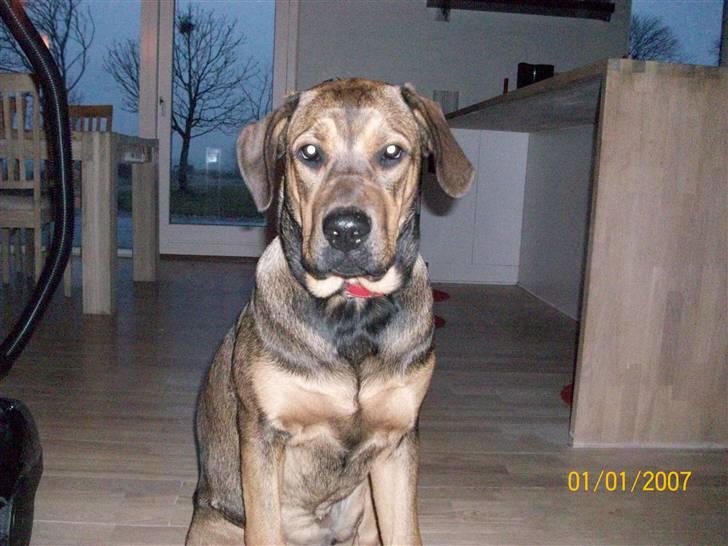 Cane corso TøZen billede 2