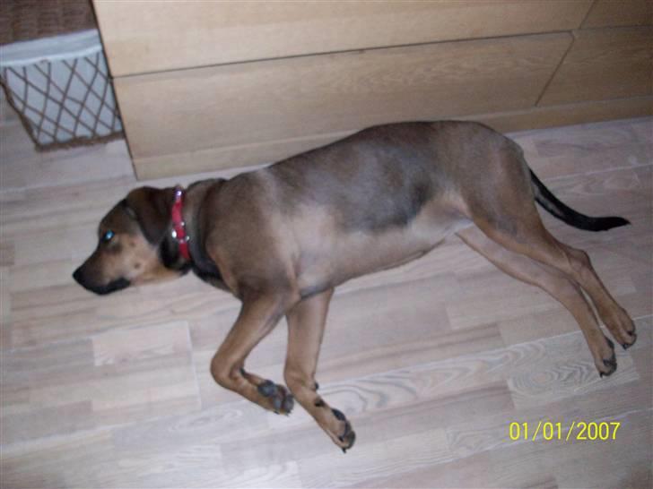 Cane corso TøZen billede 3