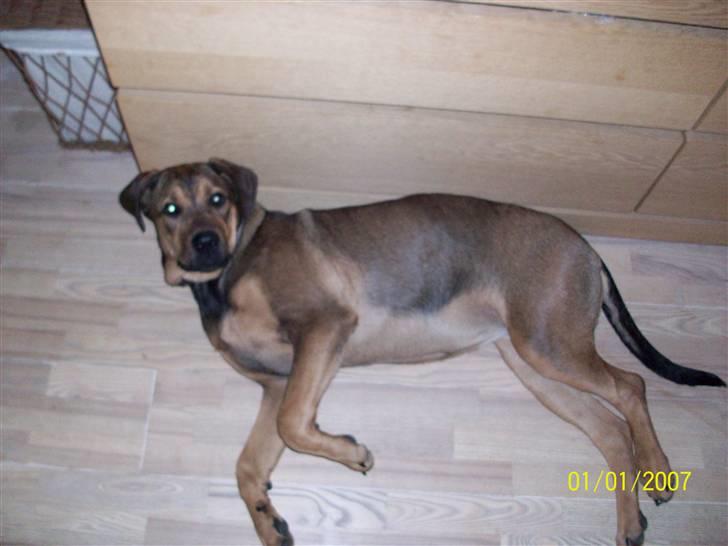 Cane corso TøZen billede 4