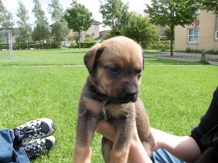 Cane corso TøZen billede 5