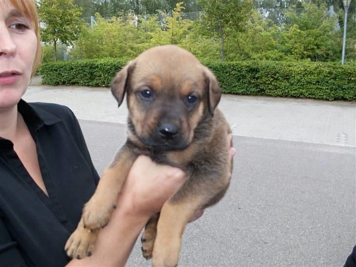 Cane corso TøZen - min Ex-kone og TøZen som valp .. billede 6