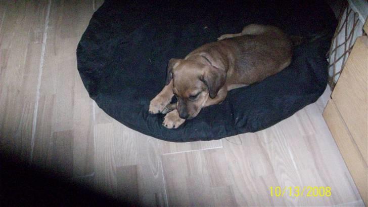 Cane corso TøZen billede 7