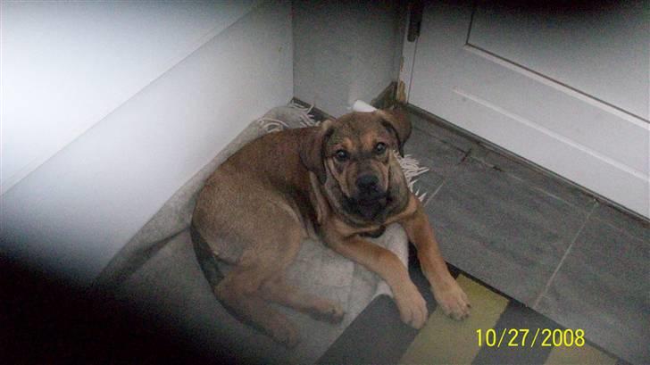 Cane corso TøZen billede 8