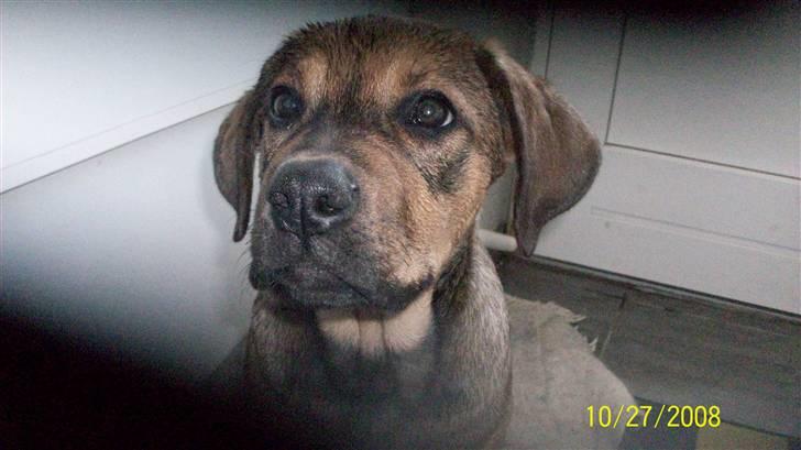 Cane corso TøZen billede 9