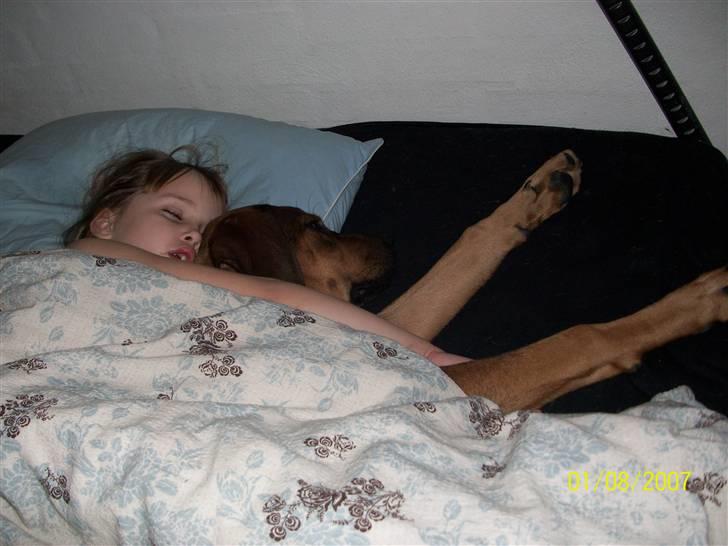 Cane corso TøZen - ja minsanten om tøZen ikke var kravlet op til sin storesøster !! .. mega hyggeren !! og sødt !! billede 10