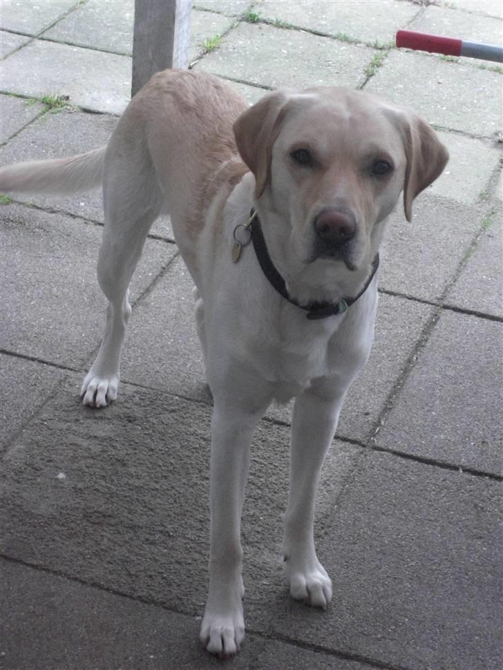 Labrador retriever Bongo billede 11