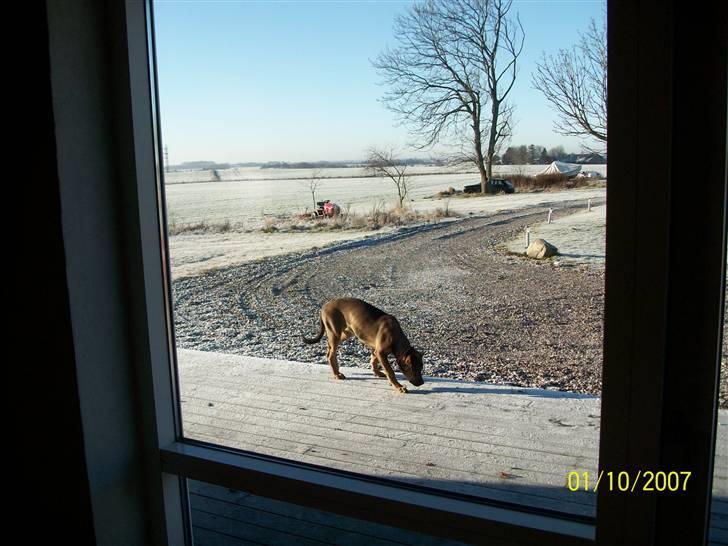 Cane corso TøZen billede 11