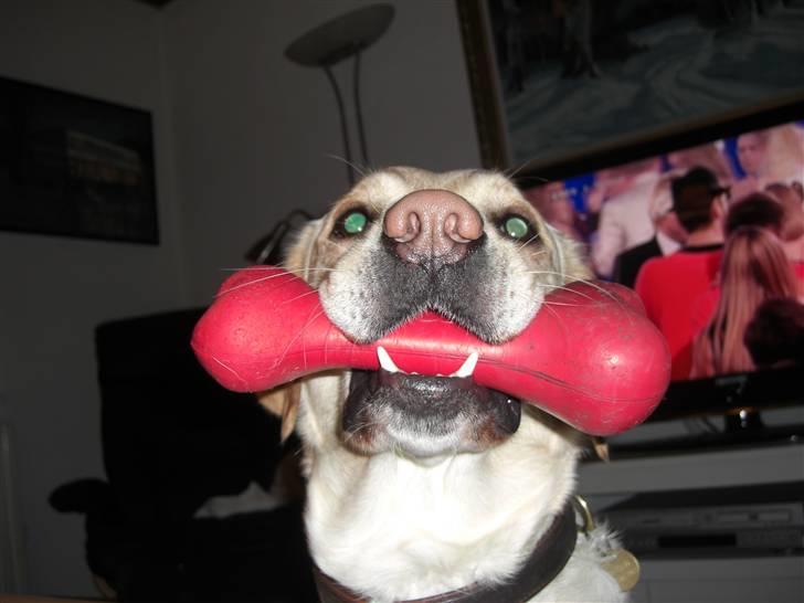 Labrador retriever Bongo billede 12