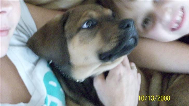 Cane corso TøZen billede 12