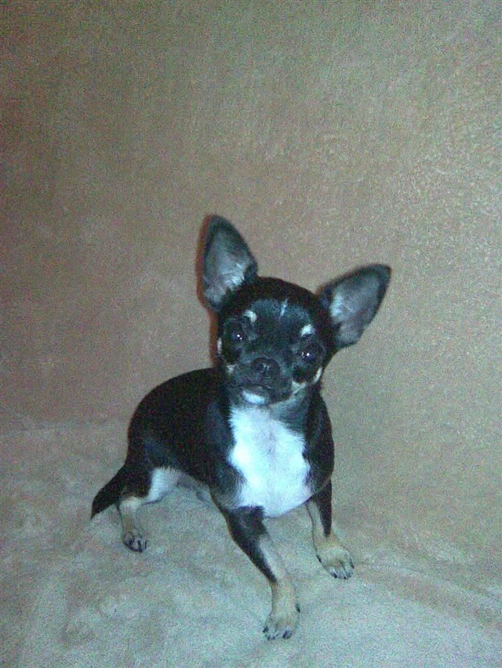 Chihuahua diva (solgt) billede 1