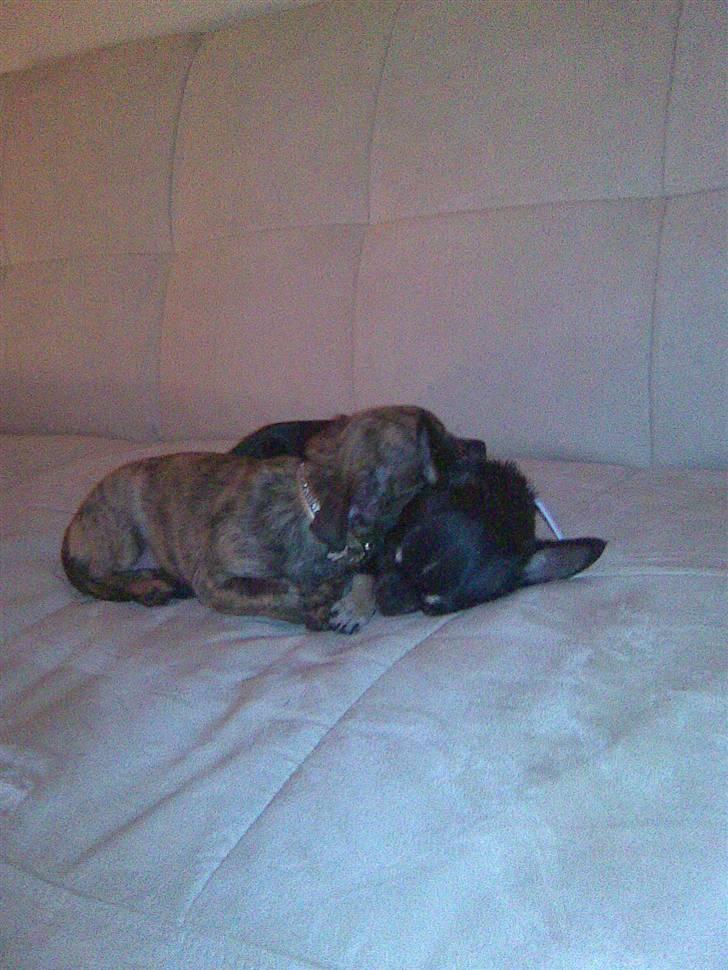 Chihuahua diva (solgt) billede 2