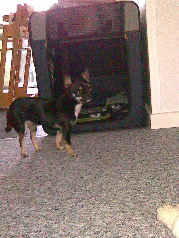 Chihuahua diva (solgt) billede 3