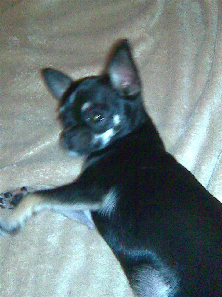 Chihuahua diva (solgt) billede 4