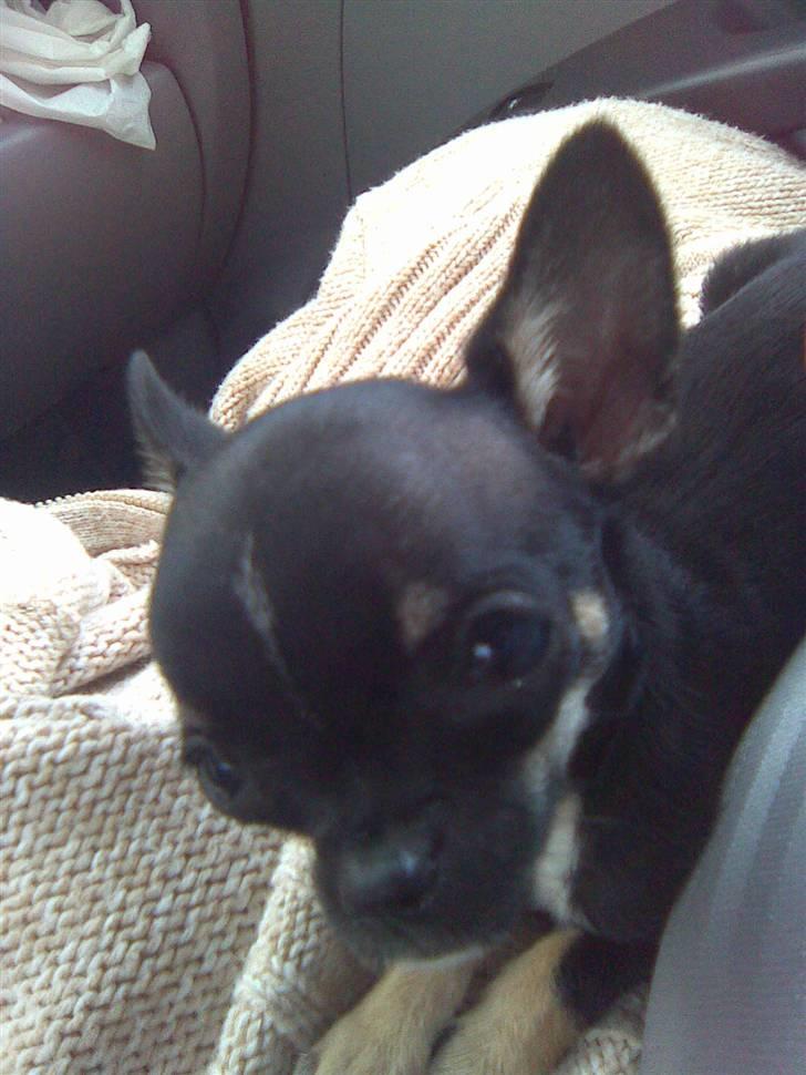 Chihuahua diva (solgt) billede 5