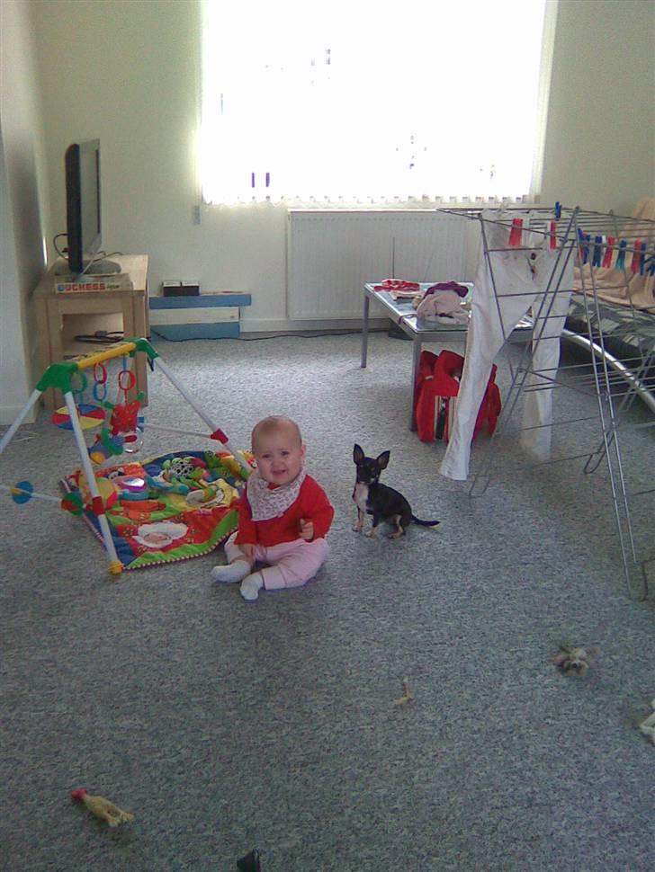 Chihuahua diva (solgt) billede 6