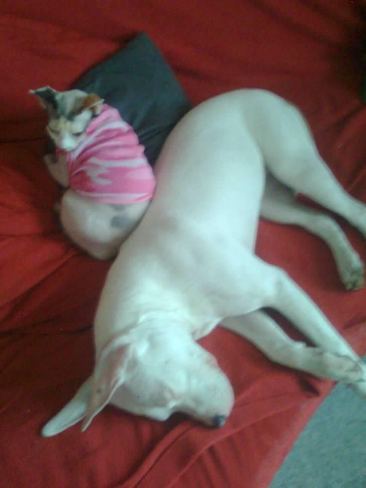 Amerikansk staffordshire terrier *bor hos min eks nu*Chica billede 10