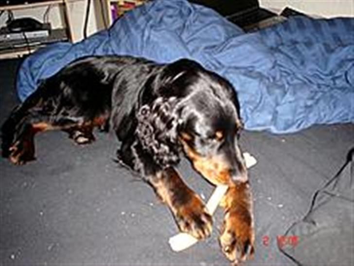 Gordon setter Æblevangens Danny billede 1