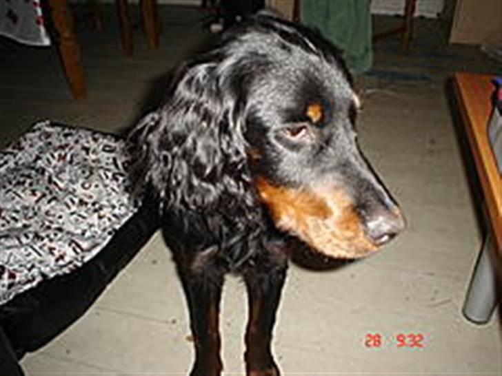 Gordon setter Æblevangens Danny billede 2