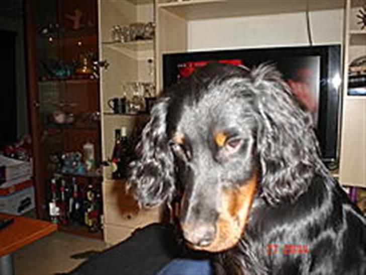 Gordon setter Æblevangens Danny billede 3