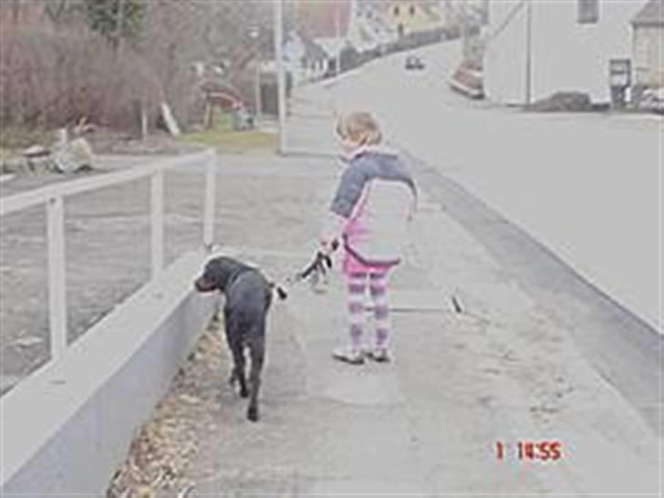 Gordon setter Æblevangens Danny billede 4