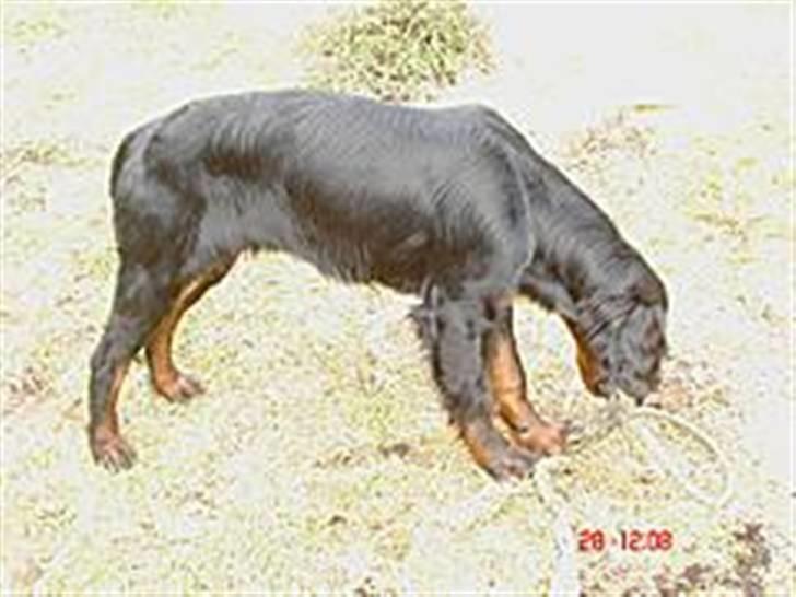 Gordon setter Æblevangens Danny billede 5