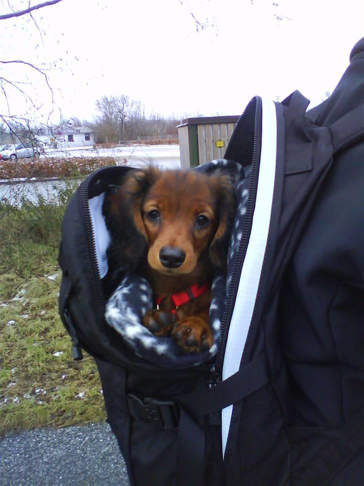 Dværggravhund Freja - på gåtur :D billede 18