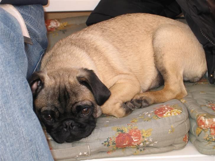 Mops Minnie - RIP 09.03.13 - En stille sommerdag, hvor man har været aktiv. billede 2