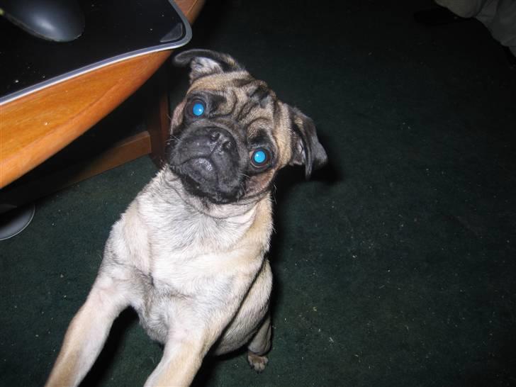 Mops Minnie - RIP 09.03.13 - Minnie vil meget gerne være i centrum, og gør opmærksom på sin tilstedeværelse. billede 3