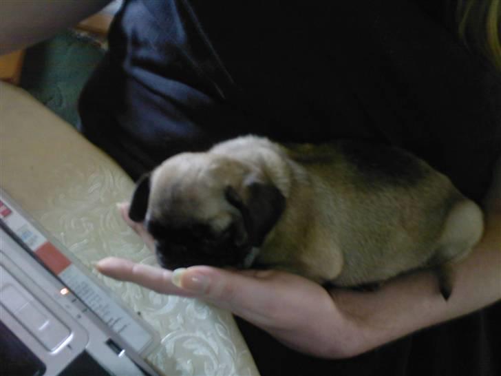 Mops Minnie - RIP 09.03.13 - Her er hun omkring 10 uger gammel, vi har næsten lige fået hende. billede 4