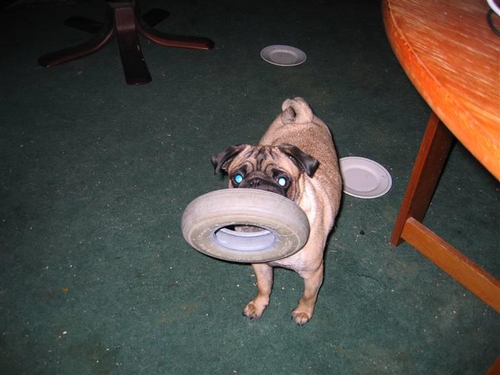 Mops Minnie - RIP 09.03.13 - Minnie elsker at løbe rundt med ting. billede 5