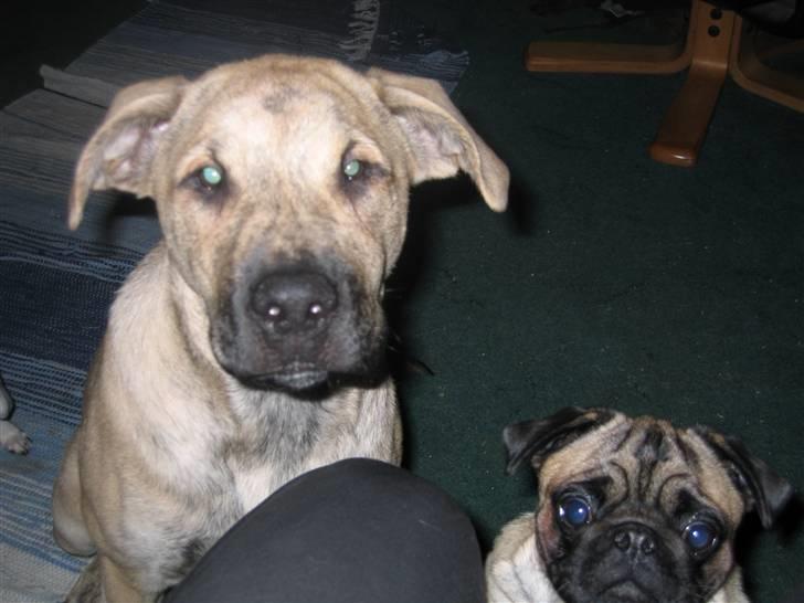 Mops Minnie - RIP 09.03.13 - Vores lille mops i hjørnet sammen med sin ven Mulle, som er en boerbolmastiff/labrador billede 6