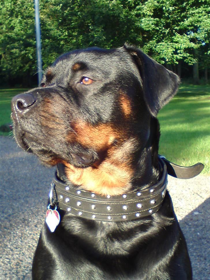 Rottweiler Mudde billede 1