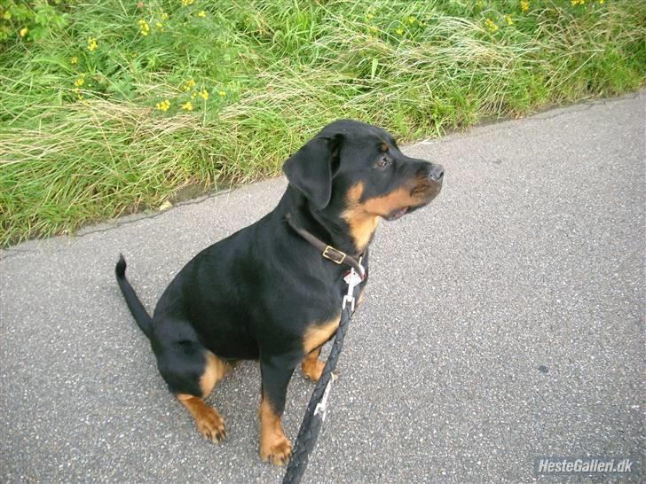 Rottweiler Mudde - Her var hun ikke så gammel igen billede 2