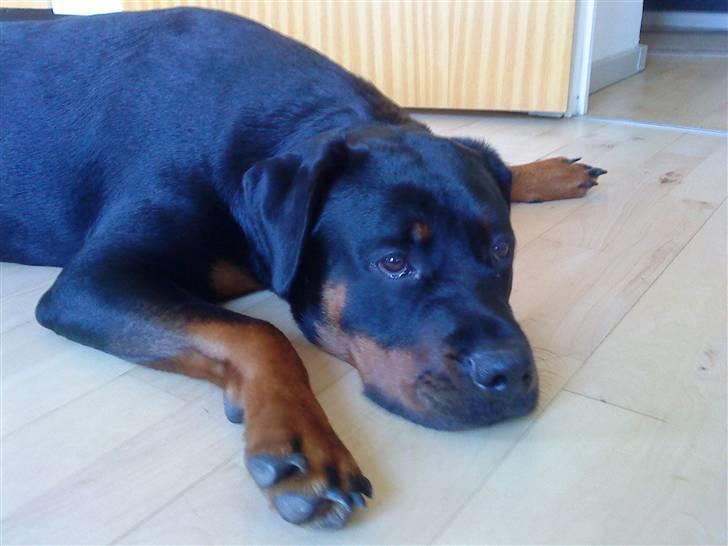 Rottweiler Mudde billede 3